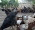 Free Range vs. Deep Litter Poultry Farming: The Hidden Truth About Choosing the Best System for Your Budget, Space, and Farming Goals