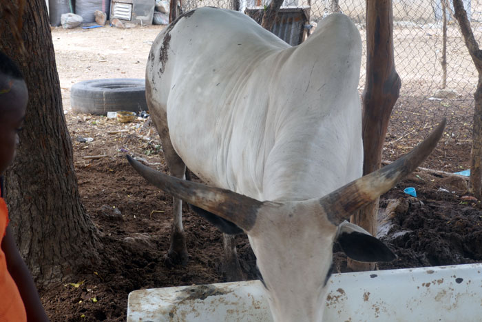 Ways Cow Fatteners Can Beat Market Middlemen
