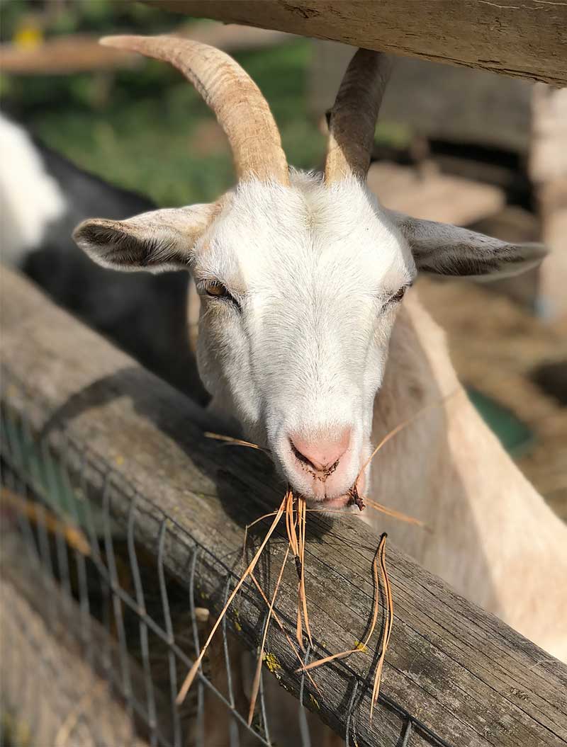 goat farmers succeed and profit in goat farming