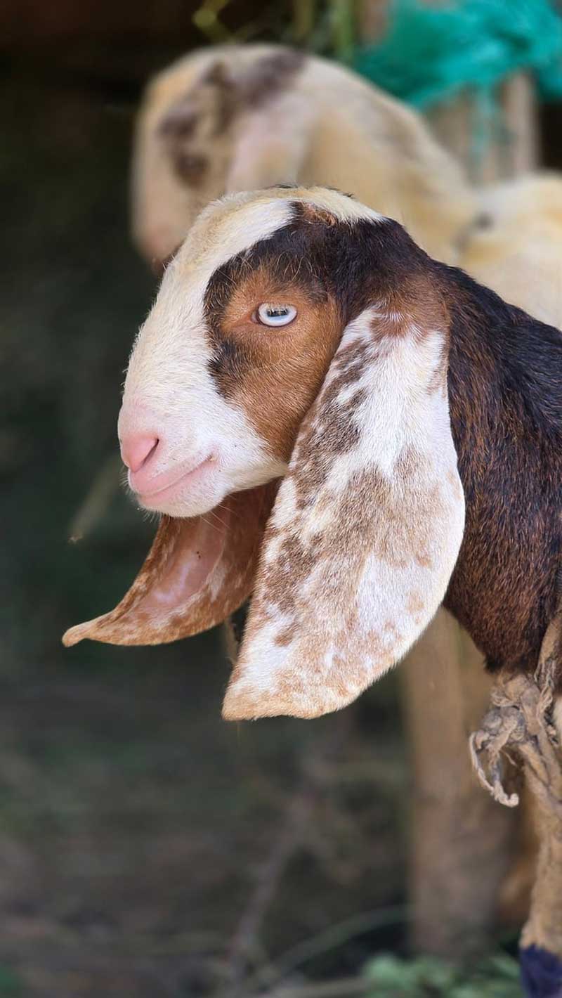 goat farmers succeed