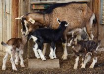 5 Reasons Why Some Goat Farmers Succeed and Make Profit Fast, While Others Keep Struggling 5 Reasons Why Some Goat Farmers Succeed and Make Profit Fast, While Others Keep Struggling