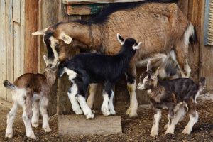 5 Reasons Why Some Goat Farmers Succeed and Make Profit Fast, While Others Keep Struggling