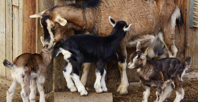 goat farmers succeed