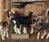 5 Reasons Why Some Goat Farmers Succeed and Make Profit Fast, While Others Keep Struggling