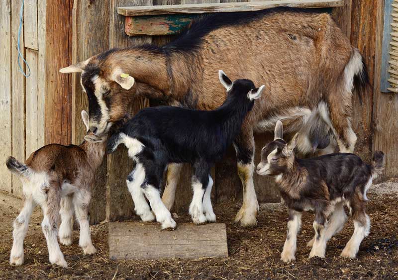 goat farmers succeed