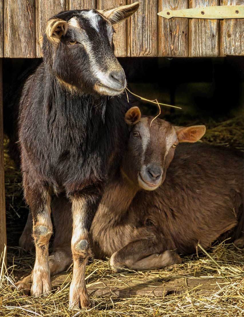 goat farmers succeed and profit in goat farming