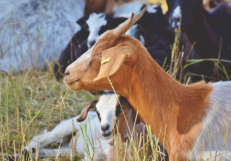 goat farmers succeed and profit in goat farming