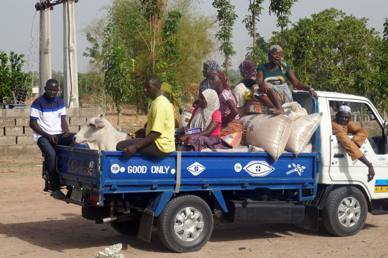 transporting cow to the market another Ways Cow Fatteners Can Beat Market Middlemen