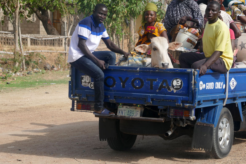 transporting cow to the market another Ways Cow Fatteners Can Beat Market Middlemen
