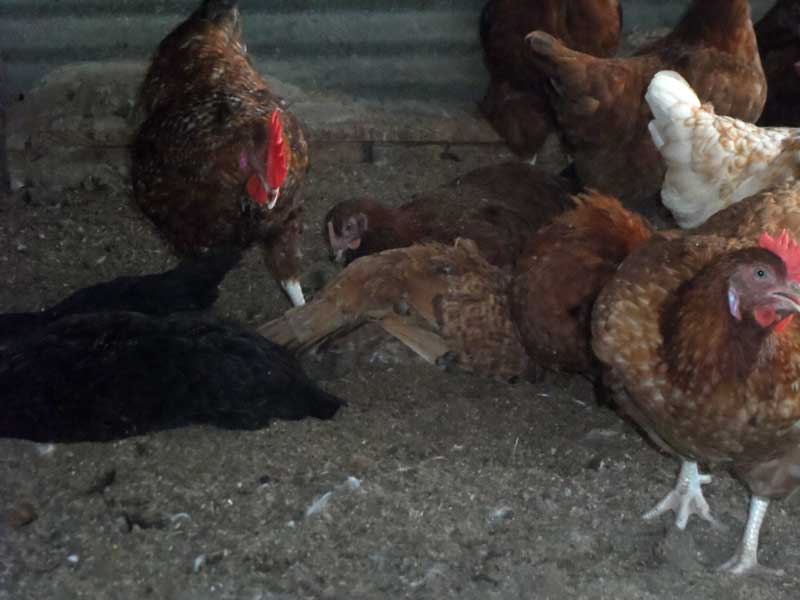 Free Range vs. Deep Litter Poultry Farming