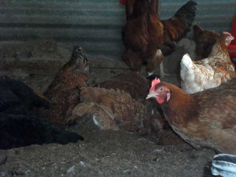 Free Range vs. Deep Litter Poultry Farming