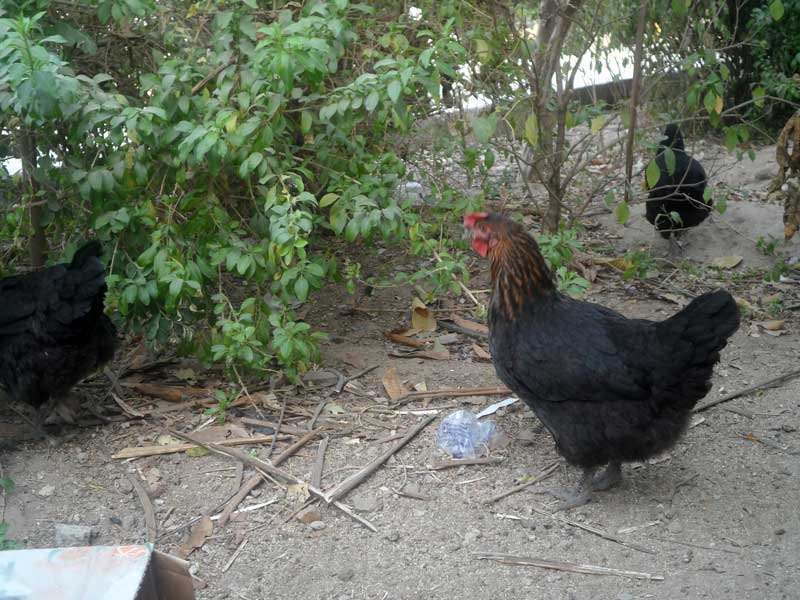 Free Range vs. Deep Litter Poultry Farming