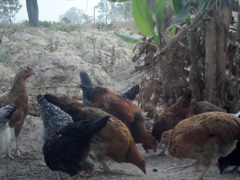 Free Range vs. Deep Litter Poultry Farming