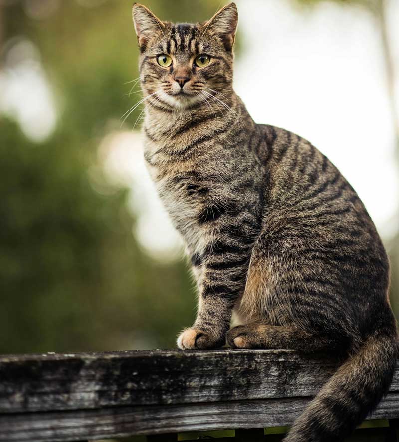 protect your baby chicks from wild cats "save your chicks"