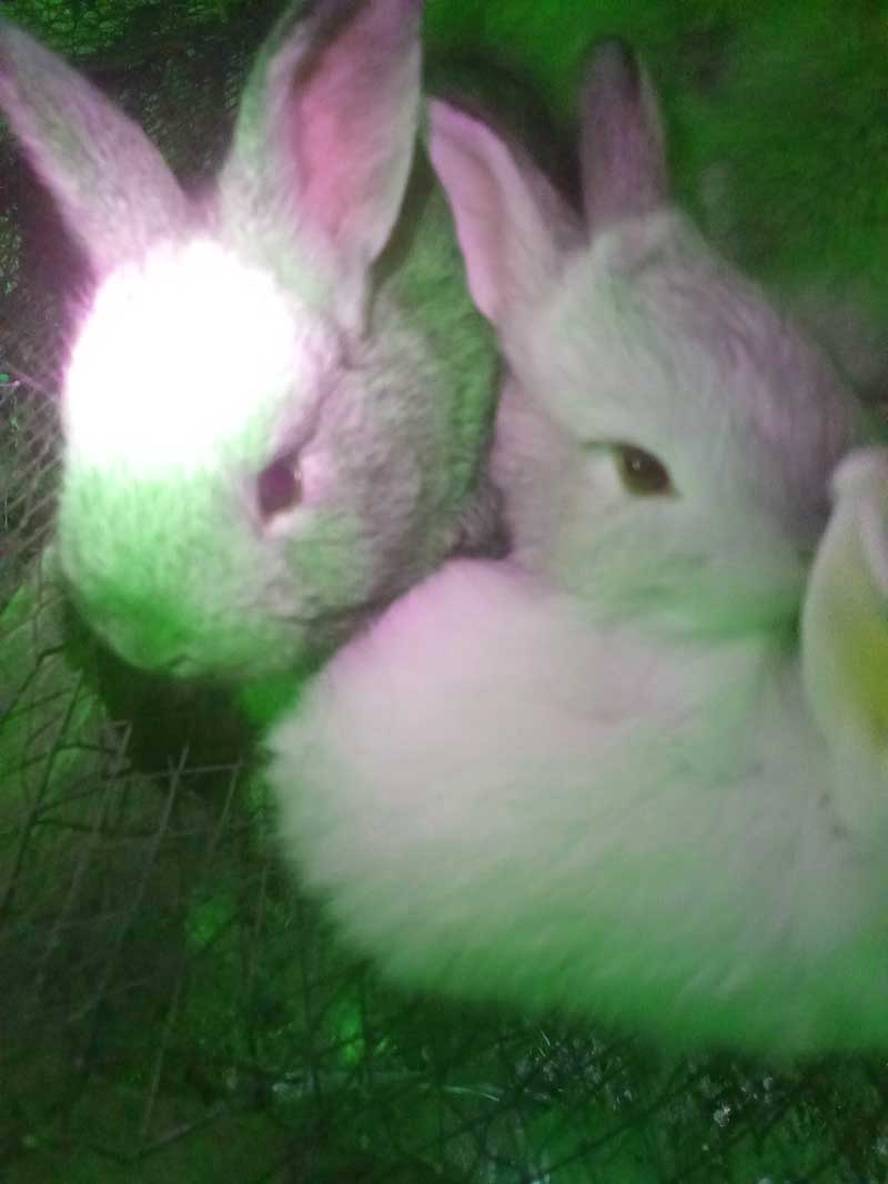 young bunnies