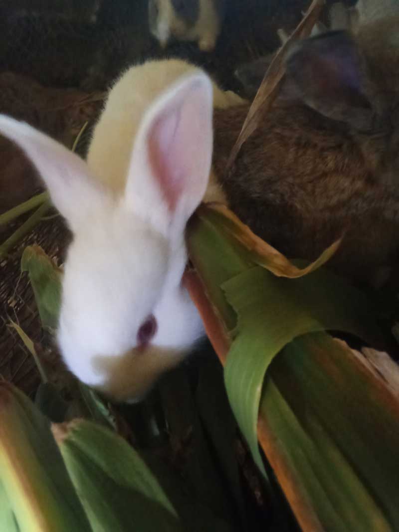 young bunnies