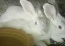 How I Turned 2 Rabbits into a Profitable Rabbit Farm: The Simple Breeding Strategy That Multiplies Fast