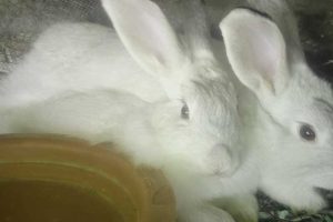How I Turned 2 Rabbits into a Profitable Rabbit Farm: The Simple Breeding Strategy That Multiplies Fast