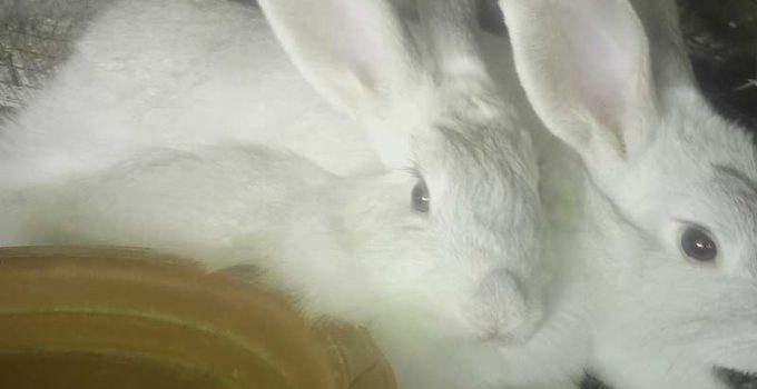 How to start profitable rabbit farming