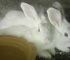 How I Turned 2 Rabbits into a Profitable Rabbit Farm: The Simple Breeding Strategy That Multiplies Fast
