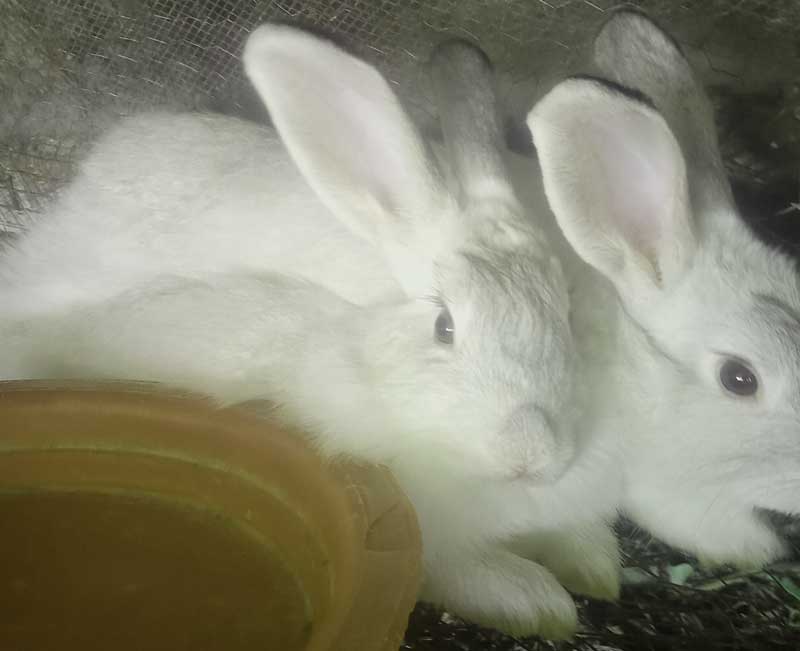 How to start profitable rabbit farming 