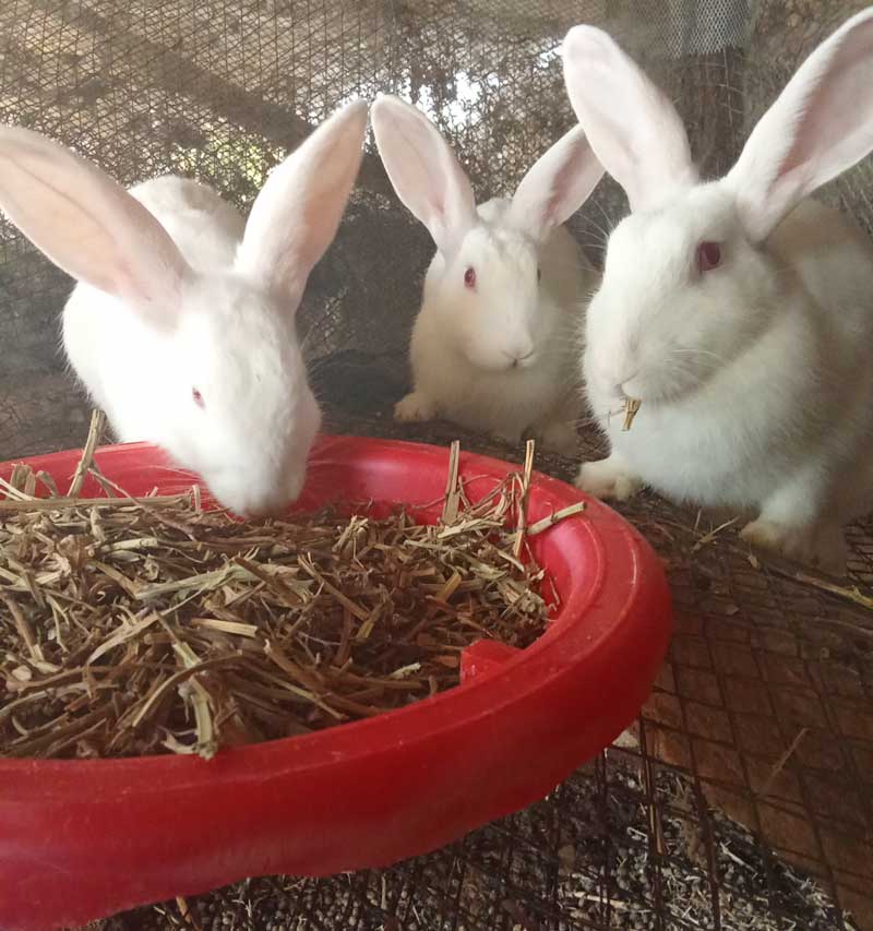 group of rabbits enjoying a meal of dry legume hay How to start profitable rabbit farming 