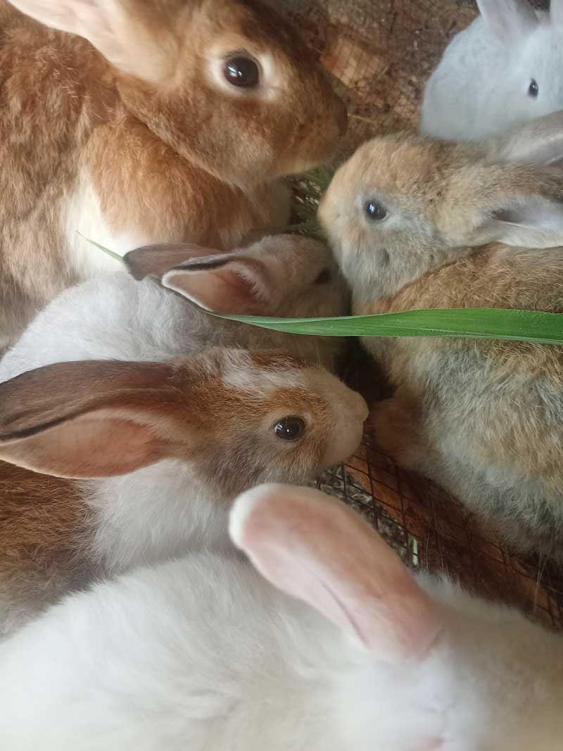 How to start profitable rabbit farming 