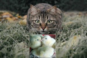 Wild Cats around Your Chicken Coop? 5 Easy Ways to Save Your Chicks