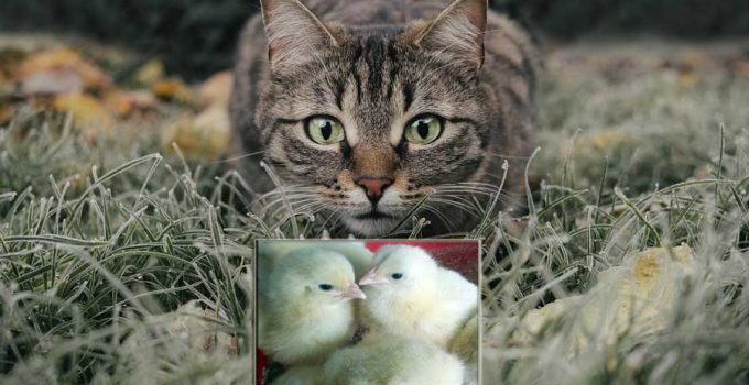 save your chicks from wild cats