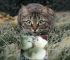 Wild Cats around Your Chicken Coop? 5 Easy Ways to Save Your Chicks