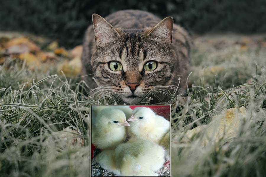 save your chicks from wild cats