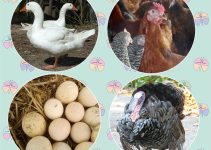 Livestock Goldmine: 6 Smart Agribusiness Ideas Turning Animal Farming into a Job Creation Machine