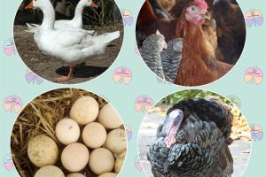Livestock Goldmine: 6 Smart Agribusiness Ideas Turning Animal Farming into a Job Creation Machine