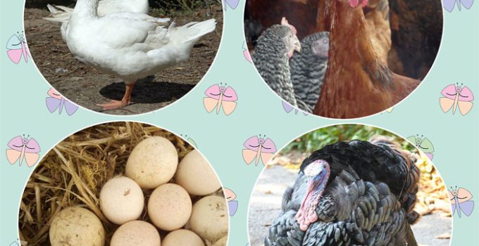 Smart Agribusiness Ideas