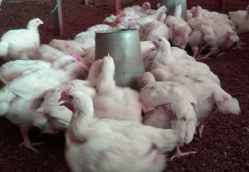 successful broiler farmers