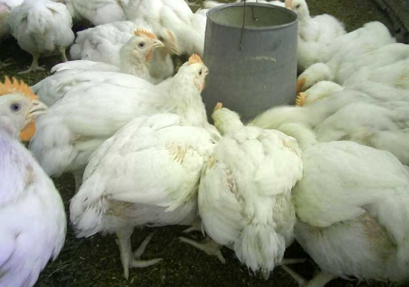successful broiler farmers