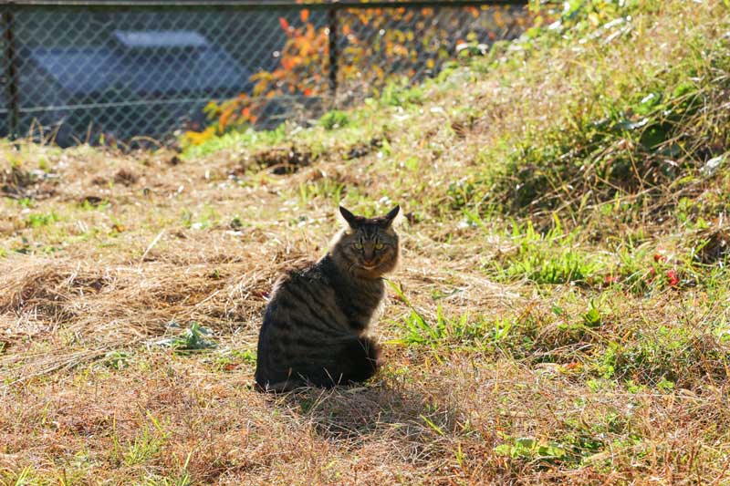 save your chicks from wild cats