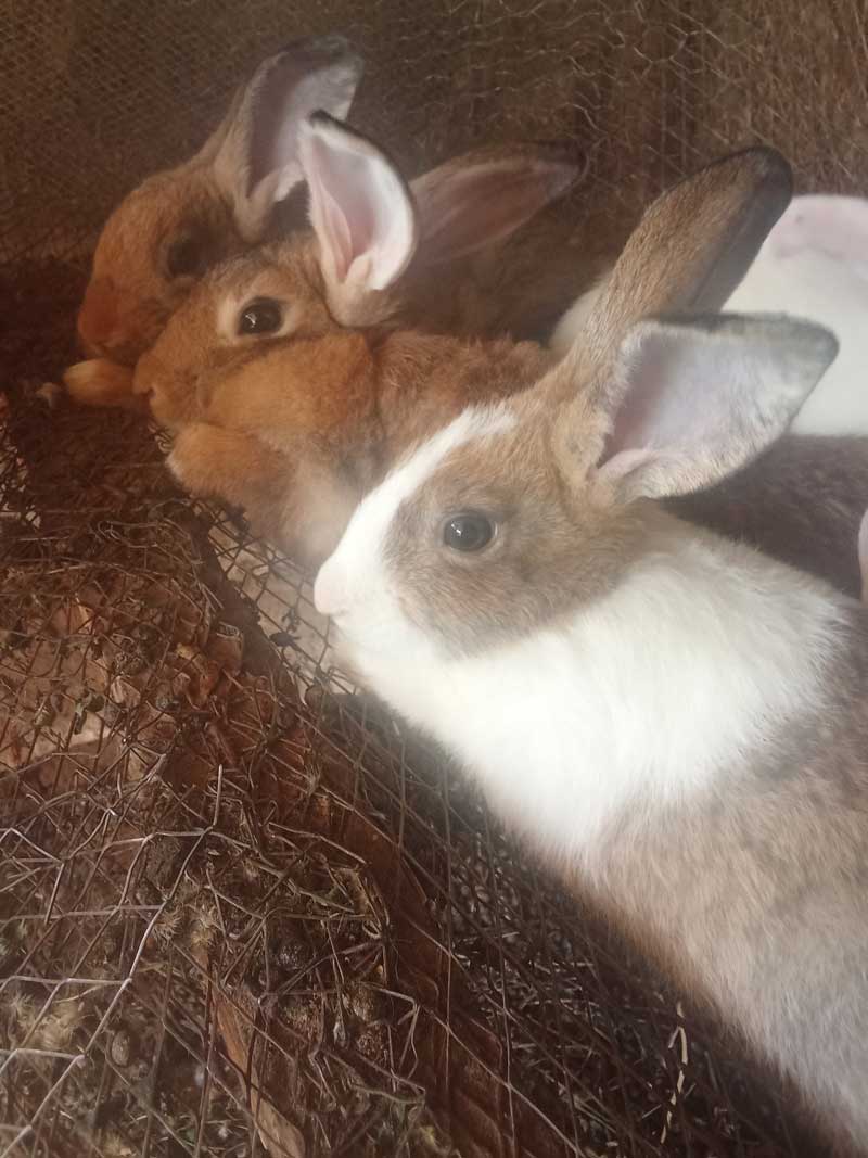How to start profitable rabbit farming 