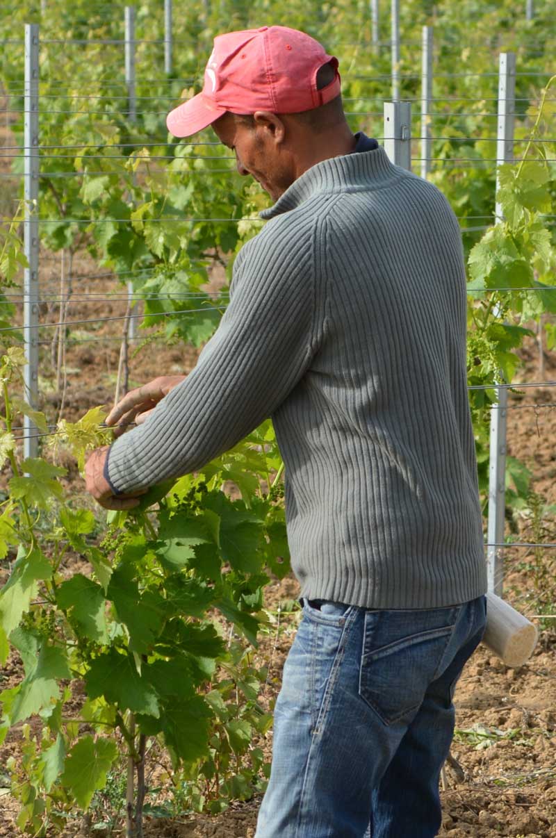 dehydration and heat stress in farmers: farmers should do the tedious work first early in the money