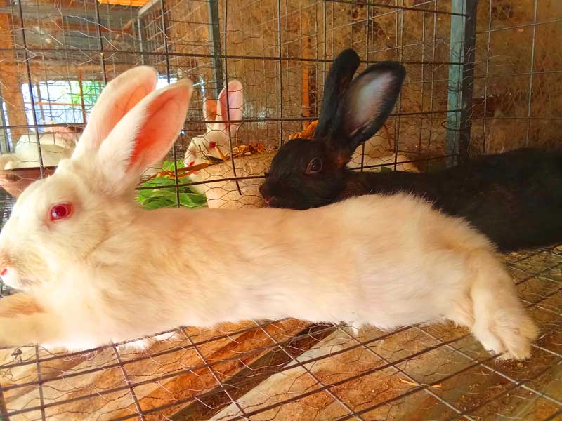 turning your home into a profitable backyard rabbit farm