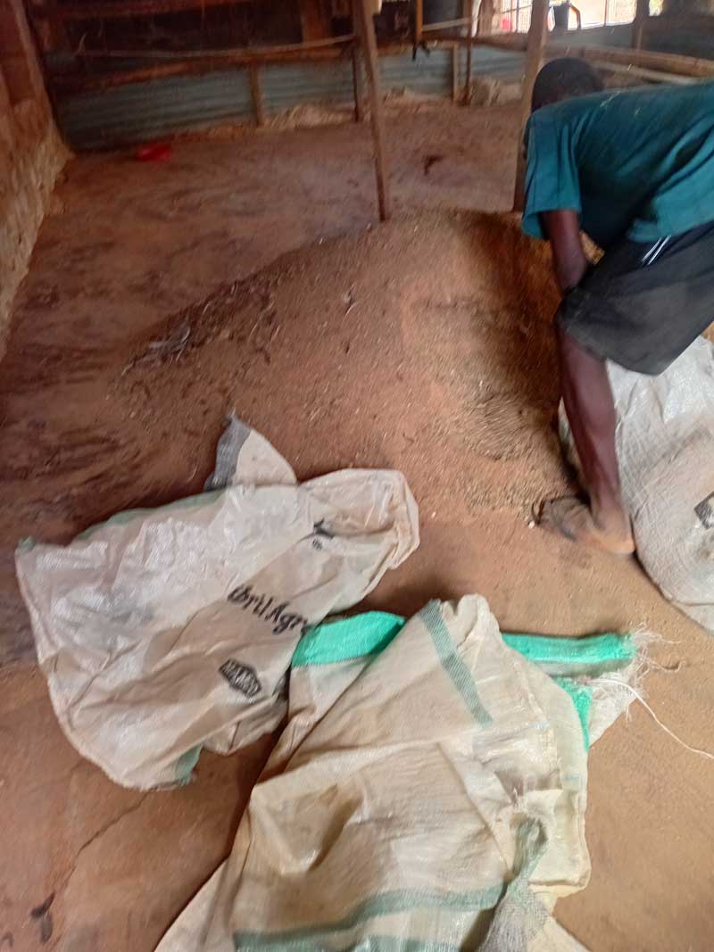 chicken droppings: packing and bagging of chicken manure in a poultry pen