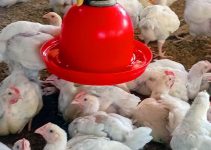 Broiler Growth Problems: Why Your Broilers Are Eating More but Growing Slowly — 7 Costly Feeding Mistakes to Avoid