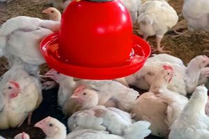 Broiler Growth Problems: Why Your Broilers Are Eating More but Growing Slowly — 7 Costly Feeding Mistakes to Avoid