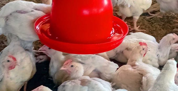 broiler farming during rainy season: should have fresh clean water always