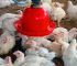 Broiler Growth Problems: Why Your Broilers Are Eating More but Growing Slowly — 7 Costly Feeding Mistakes to Avoid
