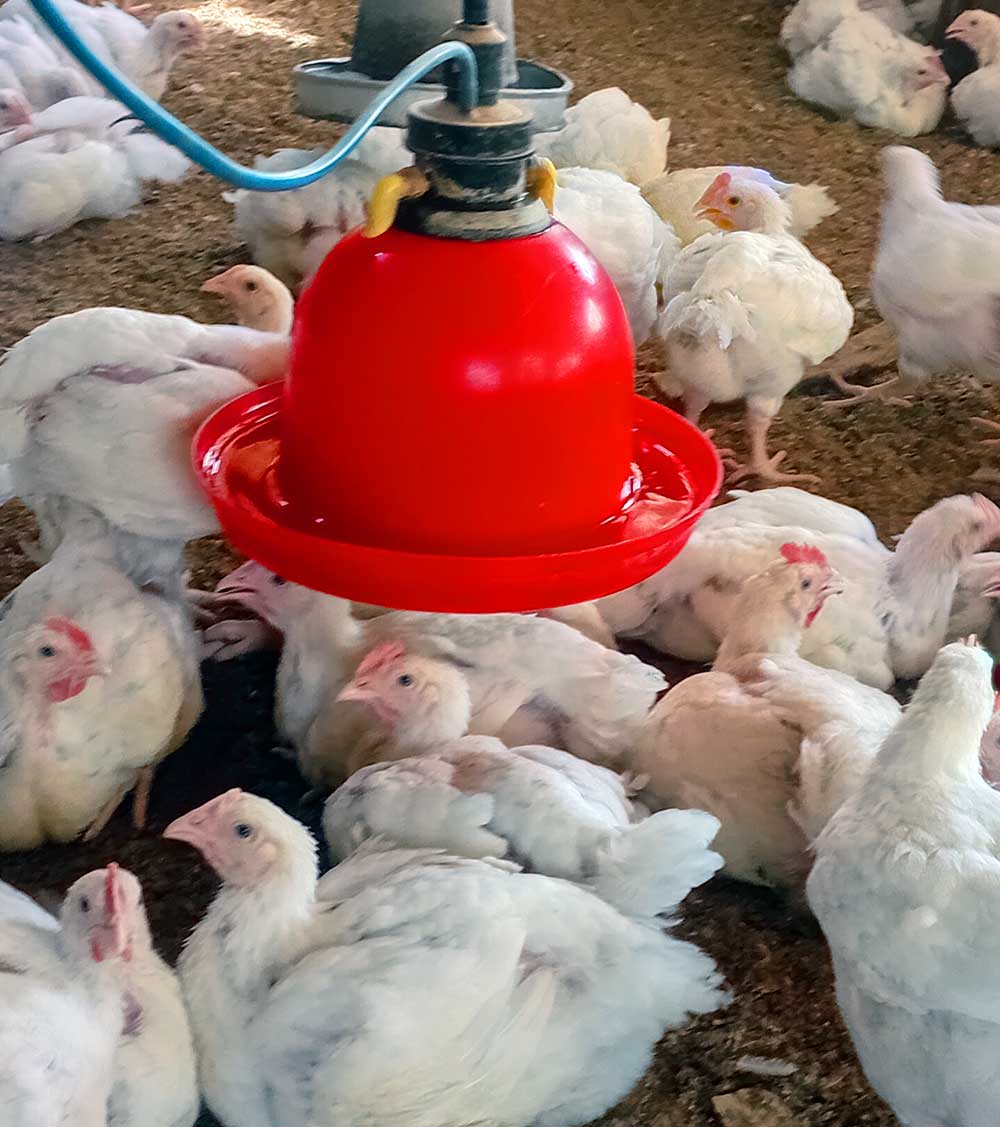 broiler farming during rainy season: should have fresh clean water always