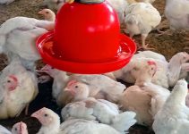 Complete Guide to Broiler Farming During Rainy Season: 9 Proven Ways to Prevent Coccidiosis, Fowl Pox, Disease, Dampness, and Deadly Losses