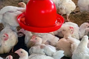 Complete Guide to Broiler Farming During Rainy Season: 9 Proven Ways to Prevent Coccidiosis, Fowl Pox, Disease, Dampness, and Deadly Losses