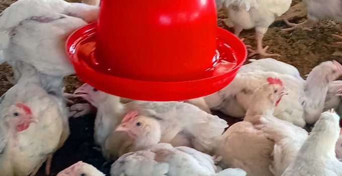 broiler farming during rainy season:
