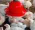 Complete Guide to Broiler Farming During Rainy Season: 9 Proven Ways to Prevent Coccidiosis, Fowl Pox, Disease, Dampness, and Deadly Losses